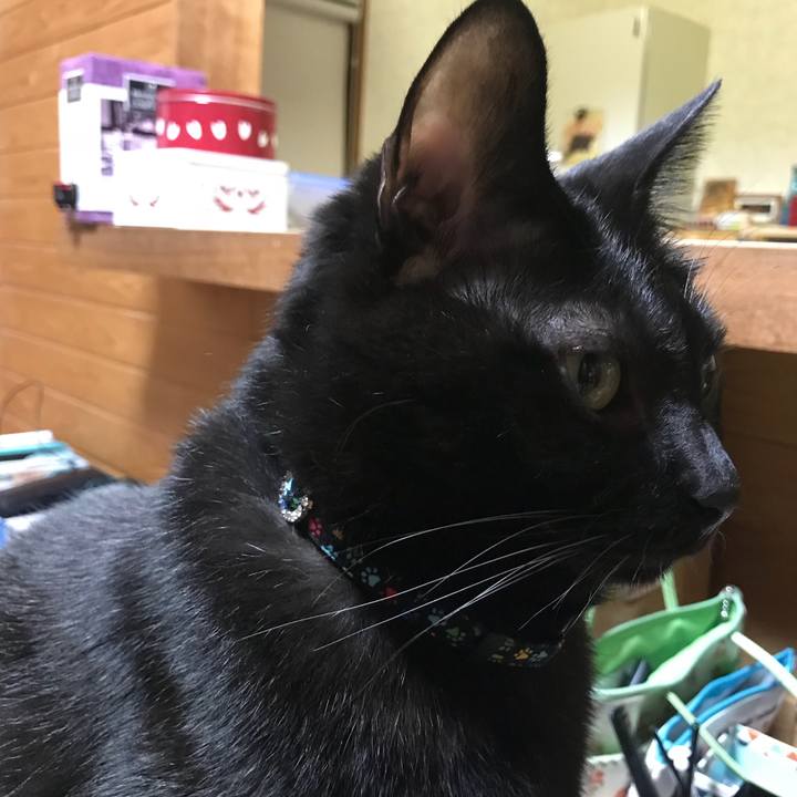 4f707af5 cd15 4ebe 91ce 7d998eec2f86 1511872340499