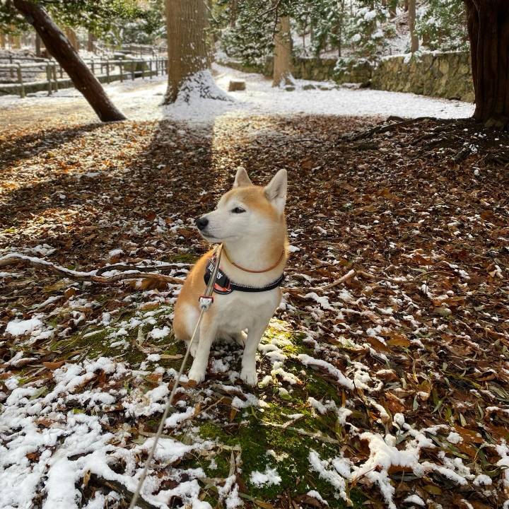 4f735aed a838 4cdb ad7e ae8918eed5ee 1733014798279