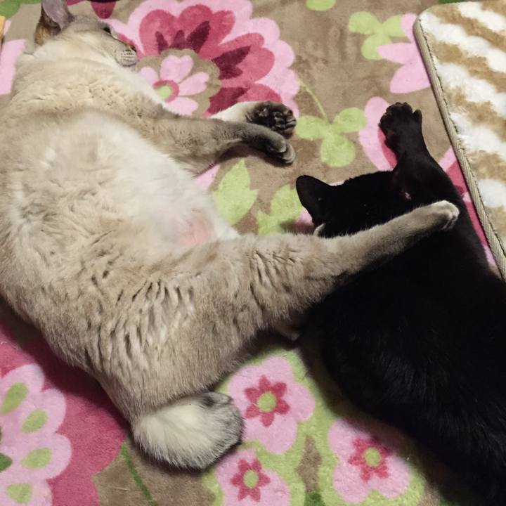 4f7432ec e93b 4719 b672 1b0300aff3d7 1515850168751