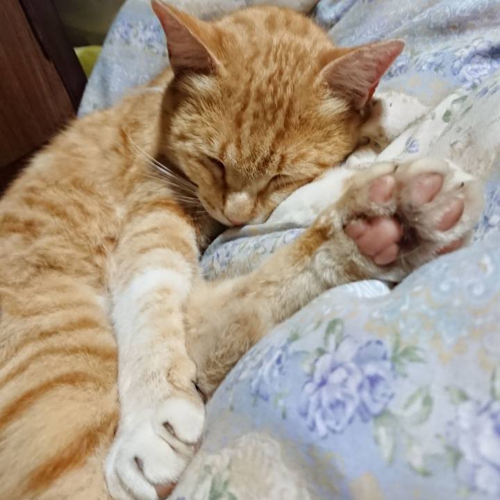 4f7477ff 903a 4b99 9268 d192f8477cc5 1590236556585