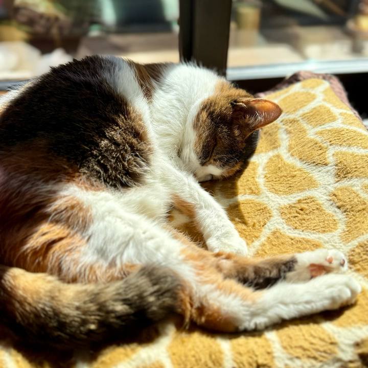 4f753244 b565 4da9 b706 68dee27d1eae 1762222312856