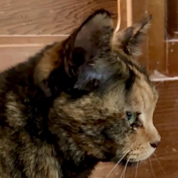 4f7674bf c2d9 493d 9f61 579d1da6077c 1772805215184