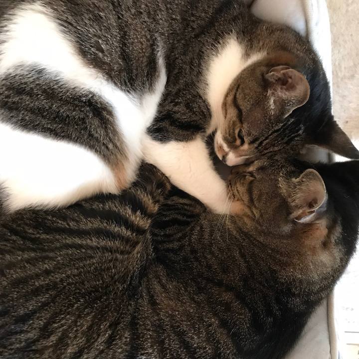 4f78c2d5 5f04 40e1 904c d0db77f41aa6 1537231719091