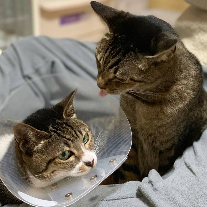 4f791679 f8d7 4e1b a044 aca2e4b40c96 1554858638429