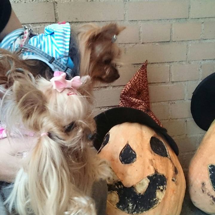 4f796a84 6af1 4c61 af8d 9c961ee8badd 1509339901038