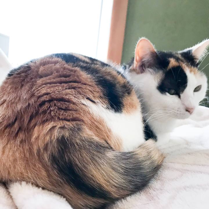 4f7dbe65 c411 490b b9f6 342963cc90c5 1522631751520