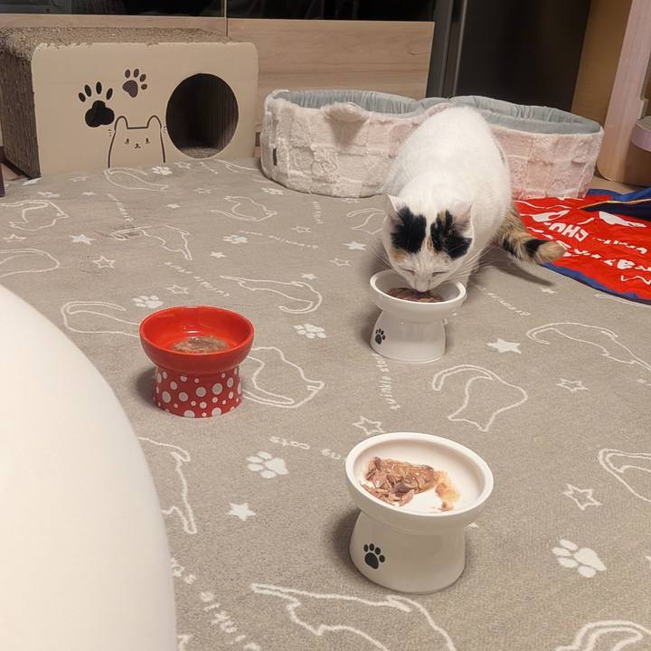 4f7e6428 cd5b 418c 9e0d 993a2bec51d6 1766584277614