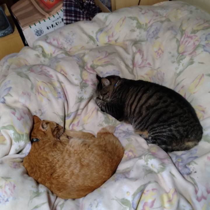 4f7ea481 b72c 461c b7e2 4575d80ffe1f 1696837806007