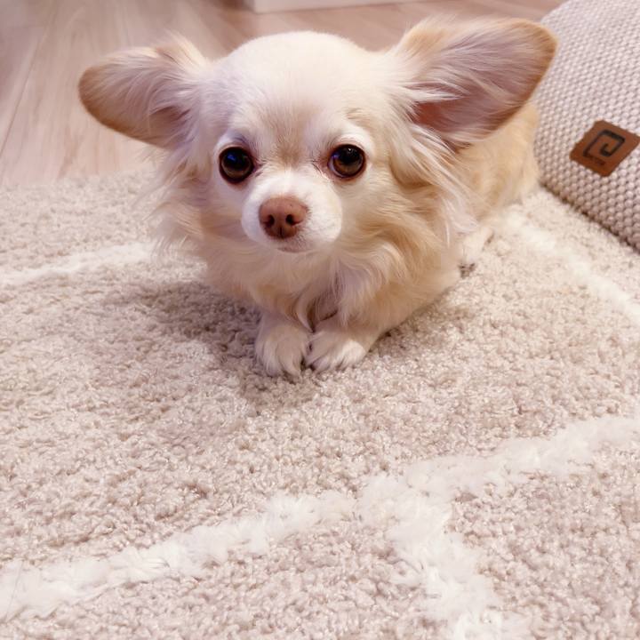 4f80ee5a b8a0 4a5d 9f56 81f3deba3196 1742213581448