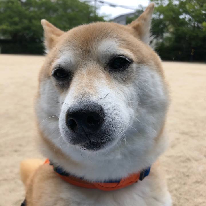 4f8386a7 b903 486c 89d8 2545438be87b 1593045981995