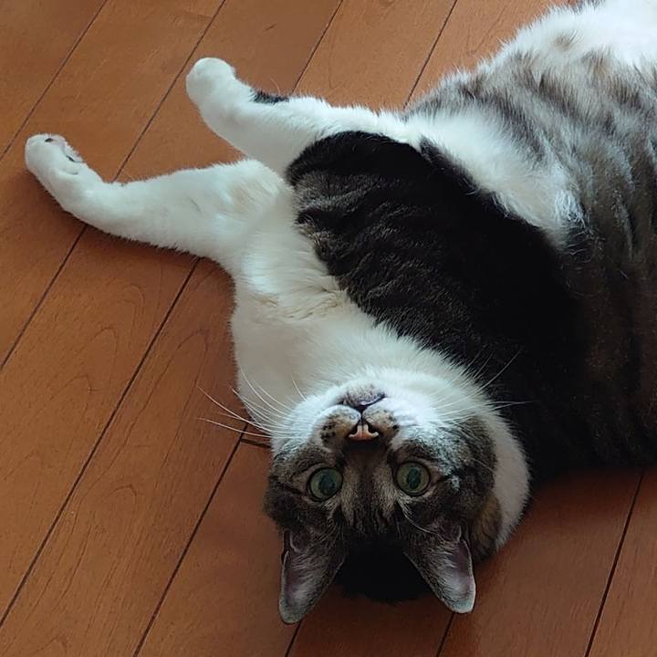 4f847d4b 19f9 4ec0 acbd 11034517dc0a 1654131112661