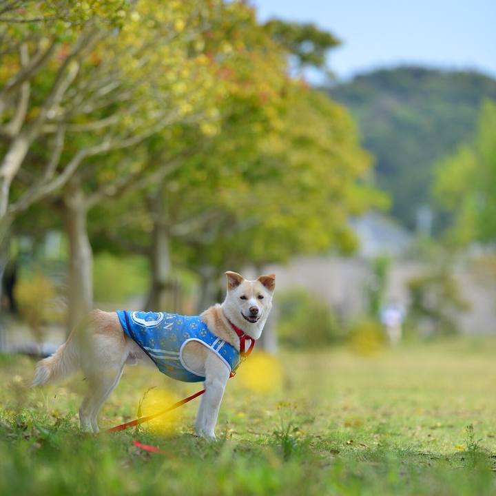 4f859c88 9dd3 41bf a9c8 24df6bd04f6e 1524394974221