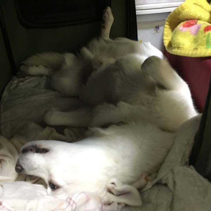 4f866abe bcec 405a aa6e ceb585168058 1509785064513