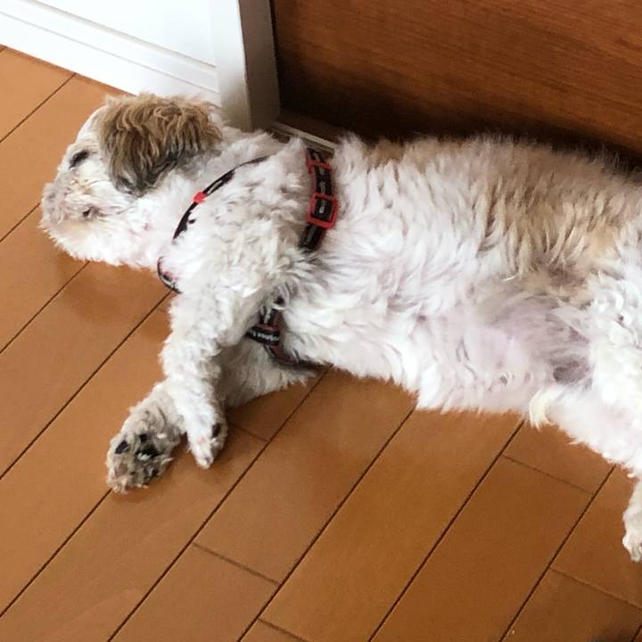 4f883490 f246 4f29 8dc5 a73f6b223b2d 1596491132240