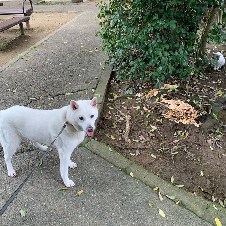 4f884c65 1606 4cbe ad1f 919ebb0517d7 1562970645105