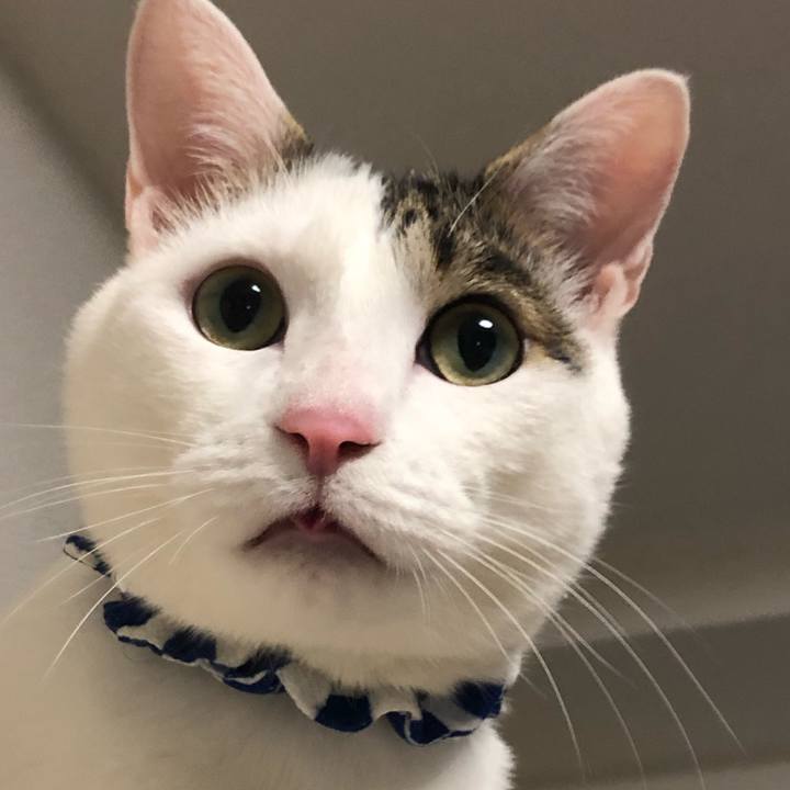 4f8a8b9b b239 4de1 811d 95fea87d07dc 1586006906659