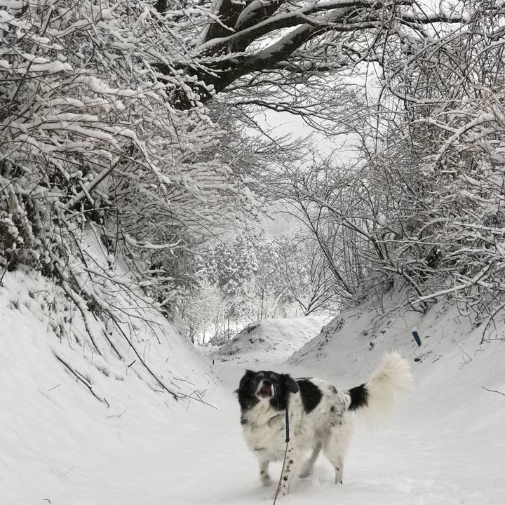 4f8c51b1 e88e 4a9f 9aa2 e9ea125e7bd2 1517464422330