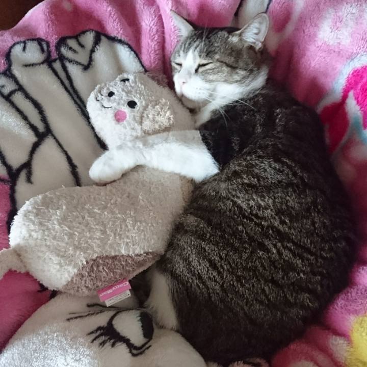 4f8ca6e8 9a38 46ed 986b d3a5f5f93755 1545525585961