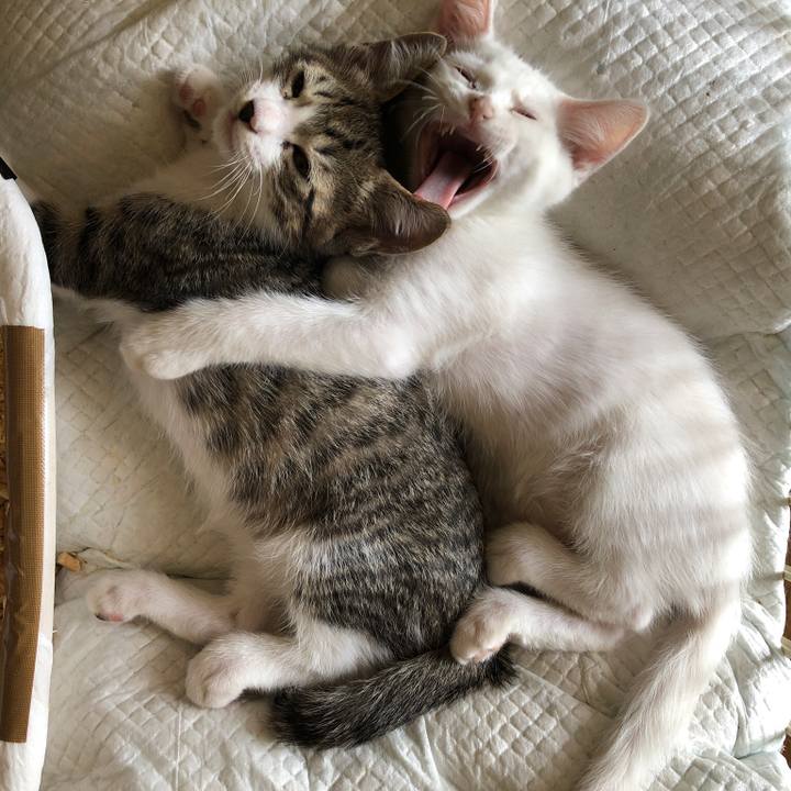 4f8fda3d f5a4 4b8b 985d f9d8ee95fa73 1560406196085