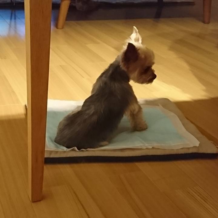 4f911ebf 553a 4833 880a 4dcfb417ed9e 1553143747240