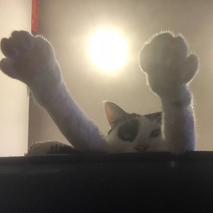 4f9255d0 fcd9 44fc a041 f90d8a9bd22a 1528945553097