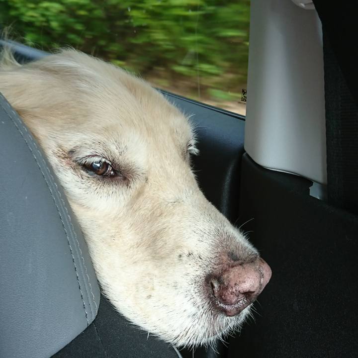 4f94317f 6e11 4b56 ab41 2e473692c666 1547001433249