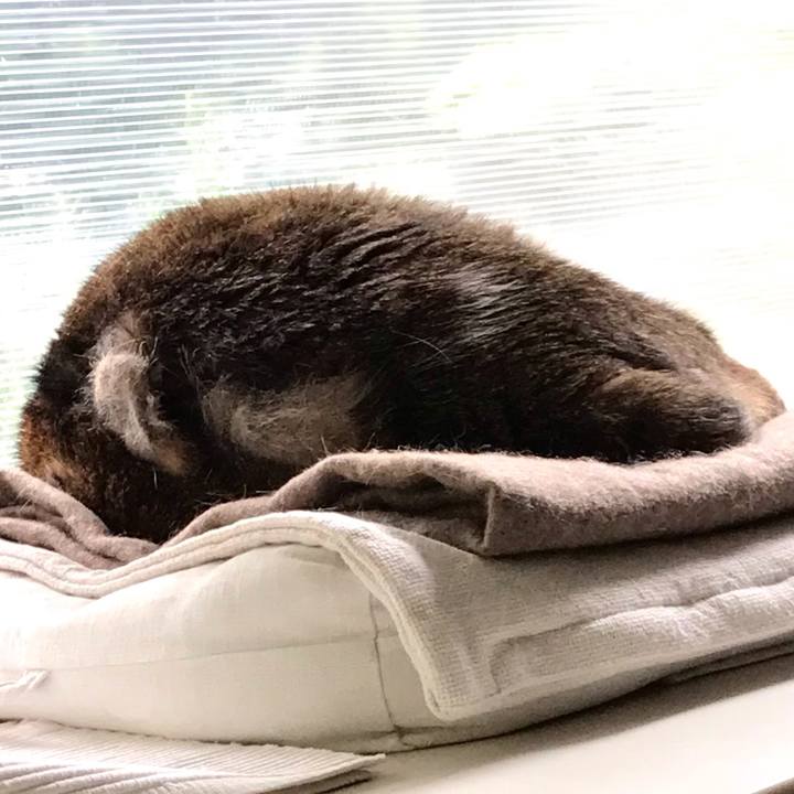 4f94829d 919d 419b 86ec 651778e498f7 1619846275773