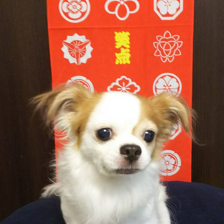 4f9572c9 aa22 4ce1 94bd bb86d77a0cfe 1512290142611