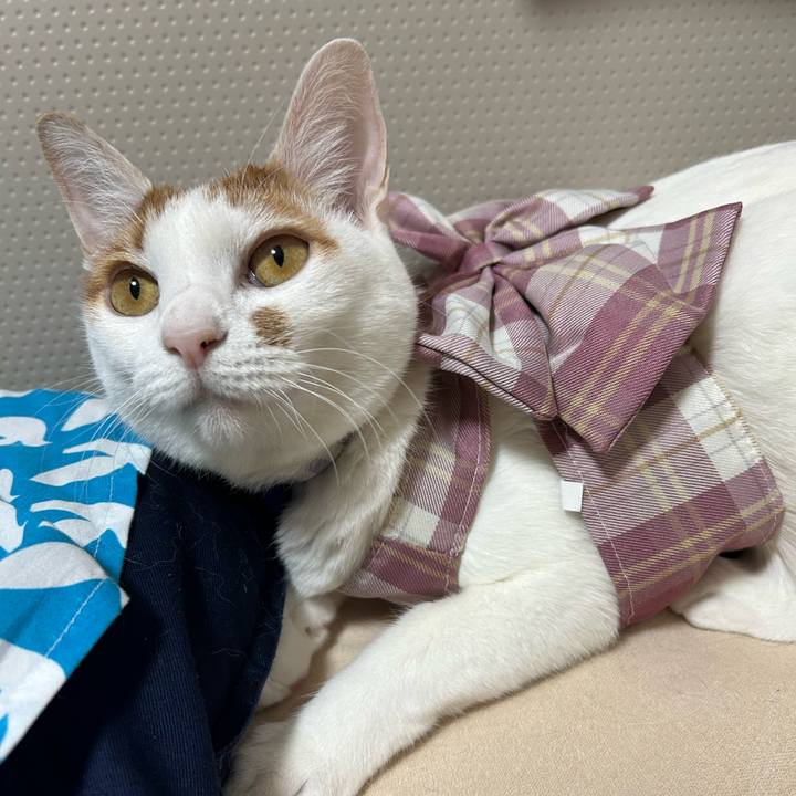 4f971d4a f73d 4c2e a1ef e147c09ad425 1762374554201