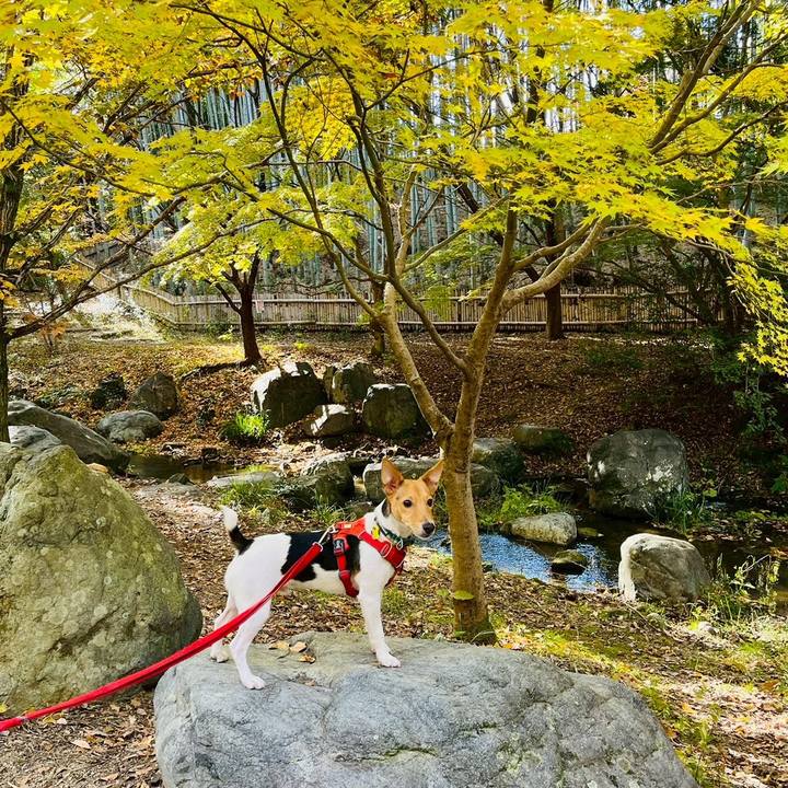 4f987720 7a03 413b a5ed eb8d65c8b25b 1763909290461