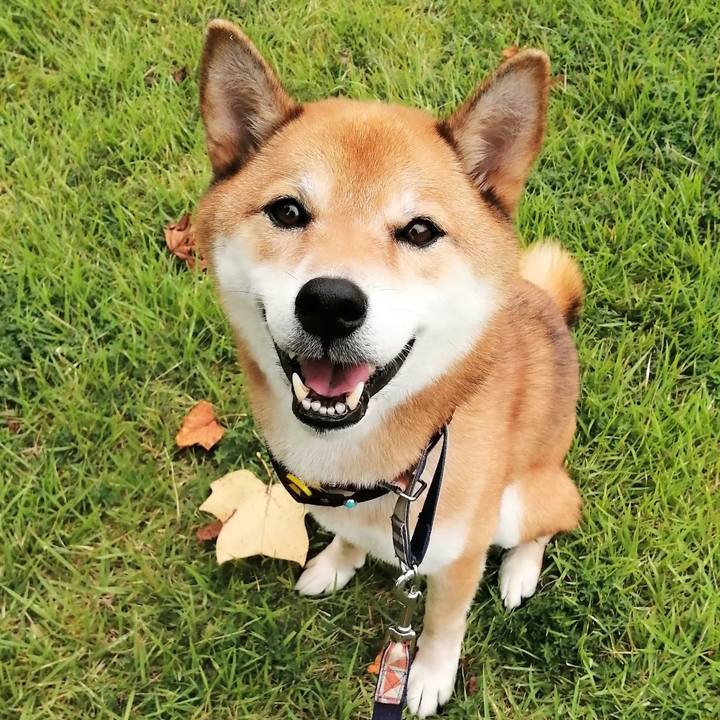 4f998a87 947e 4222 8960 ff659cf2c8a3 1598834103054