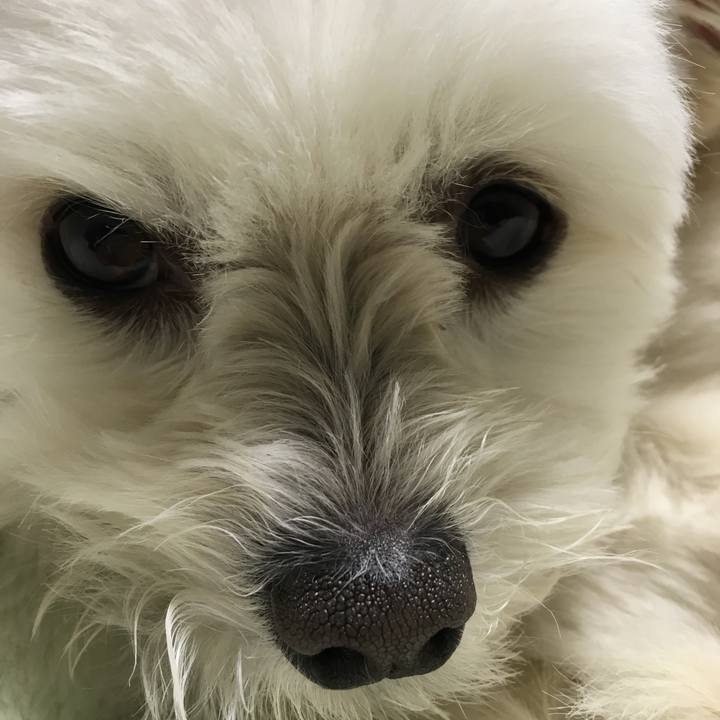 4f9cd732 c07c 4fa5 87ee 5355c2ea6401 1523709376560