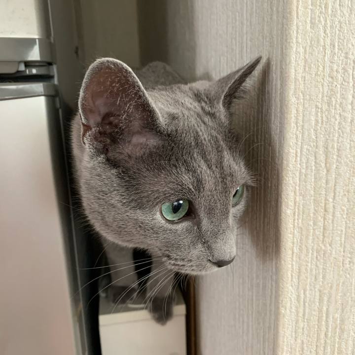 4f9e8ef6 a7e7 406d b8f4 4887e40a5451 1586406068175