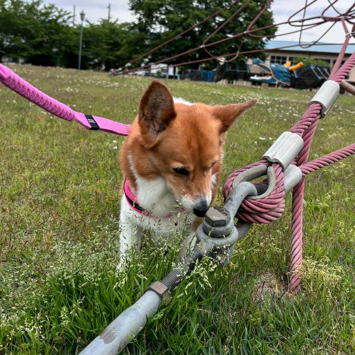 4fa04e49 f96b 4a17 88f7 f714aad68502 1747542505564