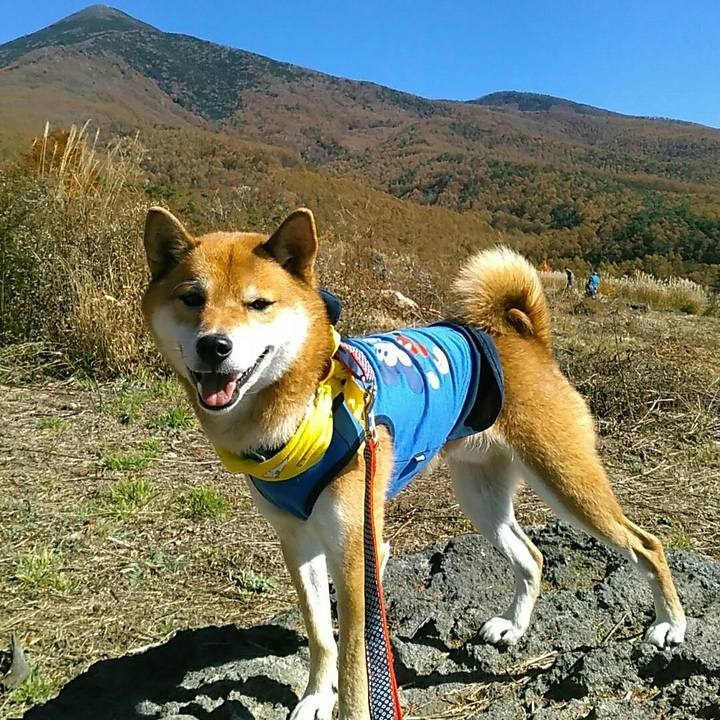 4fa5581c acf6 4c8c bb00 635ab0c7a756 1540782666985