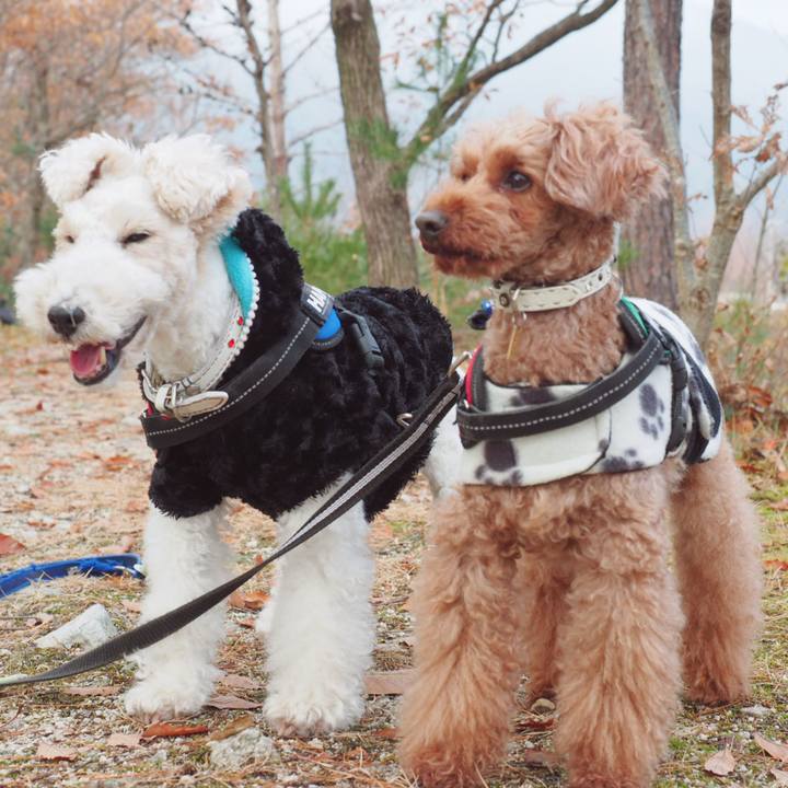 4fa57b9a 9759 429e a513 4f58f4119a12 1547153162411