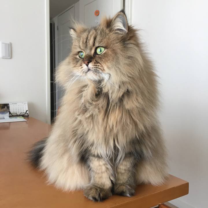 4fa69484 a439 4bfb b6e3 5617c0ad3bab 1512277666407