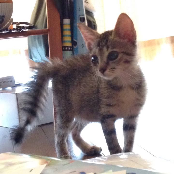 4fa85260 efd5 43fa bdd9 98d4a6e1160f 1512975807041