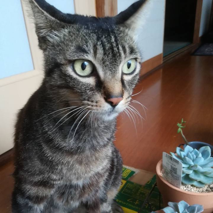 4fa8b278 c03f 4e52 99ab 547f16867b52 1594345102648