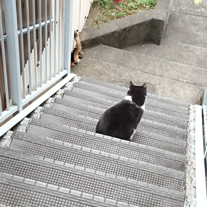 4faafff4 c94d 484a 98c5 9e74ad3ff103 1604013435148