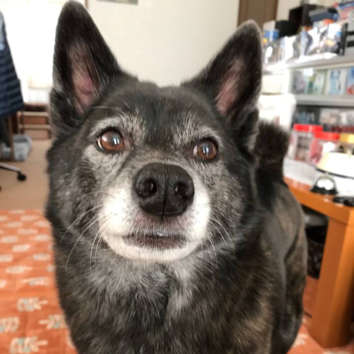 4fac4168 602a 41c2 bdeb ccb4816012d1 1513127183411