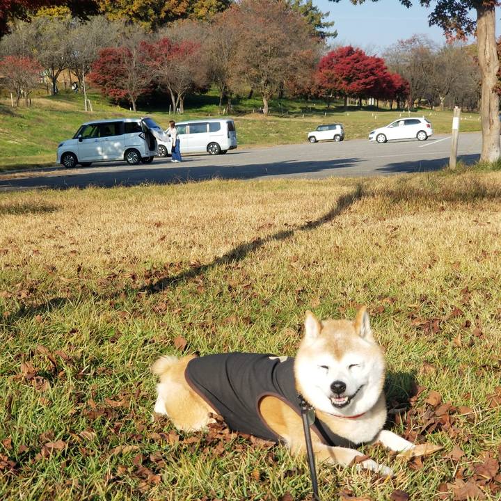 4fad97b2 c04c 4c12 ae81 2cadbea4ab30 1731560880103