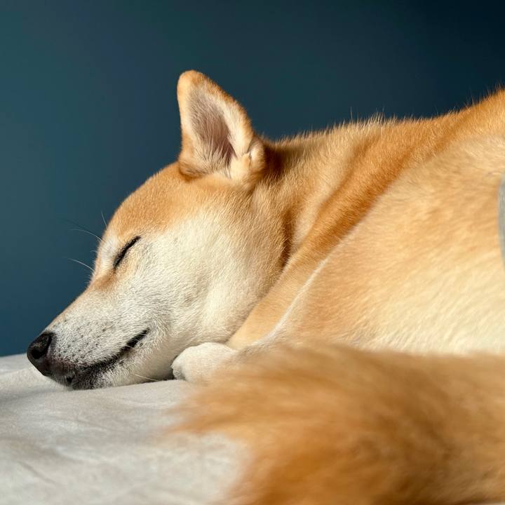 4fade638 a8ec 4556 919e ba49f0098de7 1763016907758