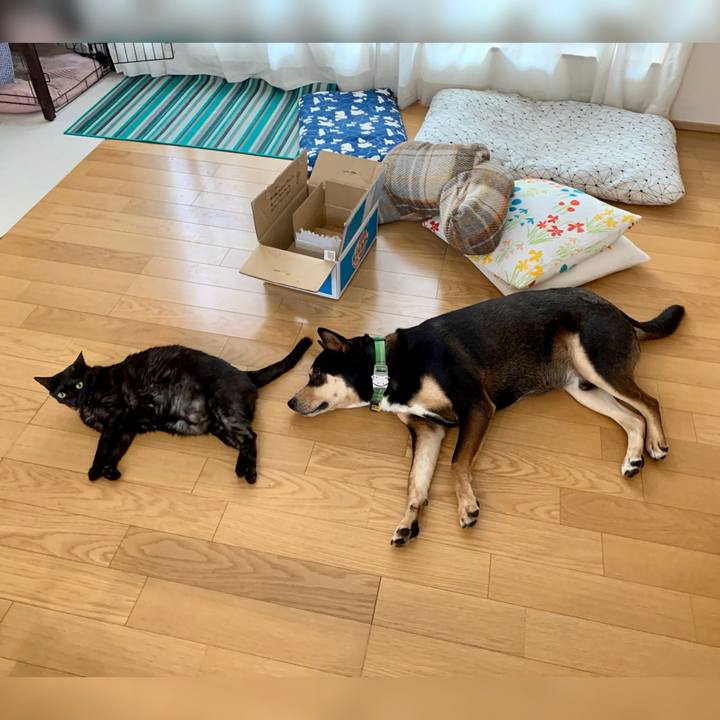 4fae9fc3 4fdc 41c6 bc55 c04e60b3ae9b 1585833534216