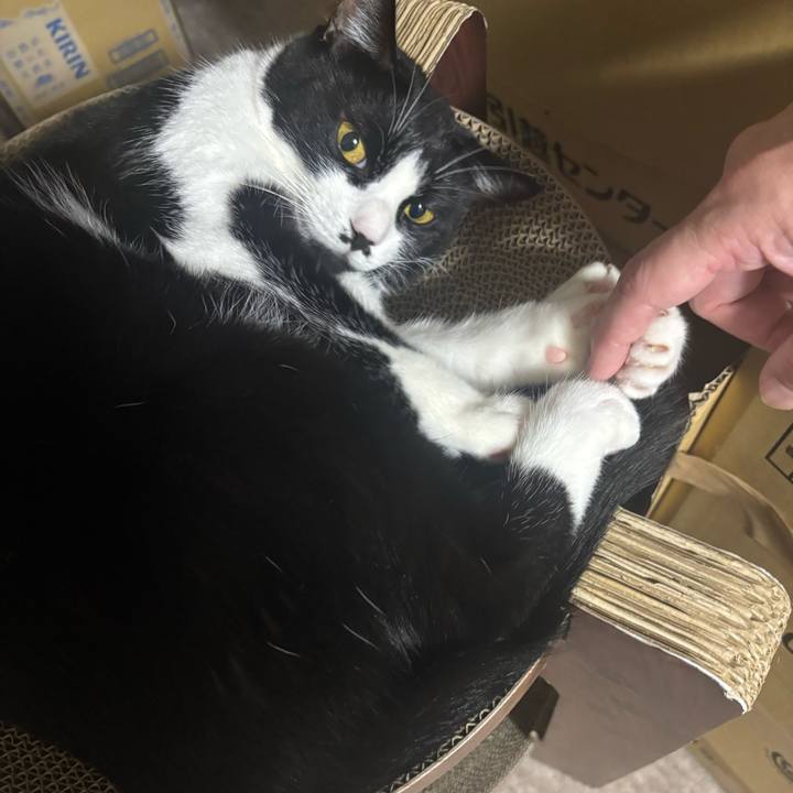 4faf5018 1b8f 4886 a29a 1f882679f869 1759800437651