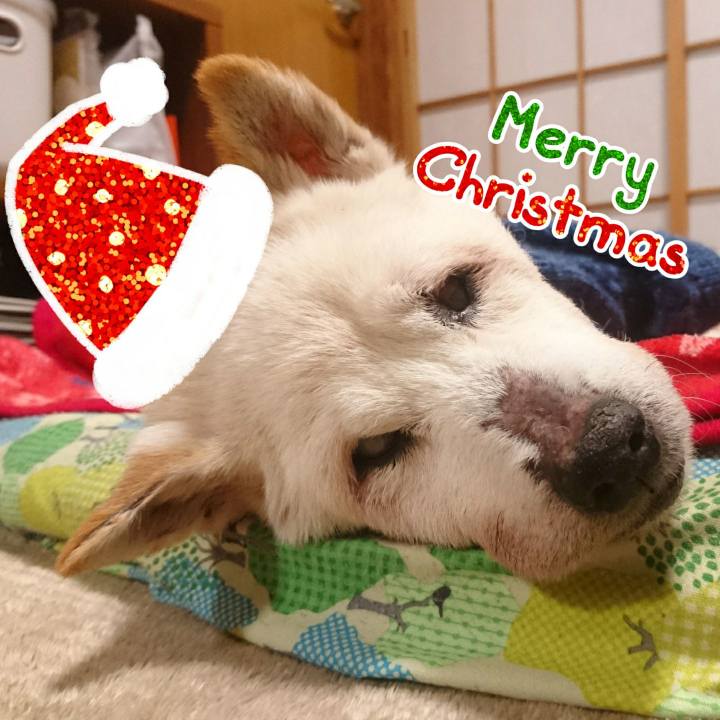 4fb4b0c3 3173 4a37 9a95 53c51b516fee 1545645371044