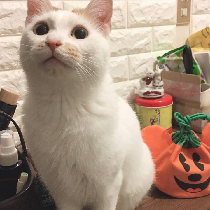 4fb674a7 4908 448b a8ad ed24614dd486 1572188621639