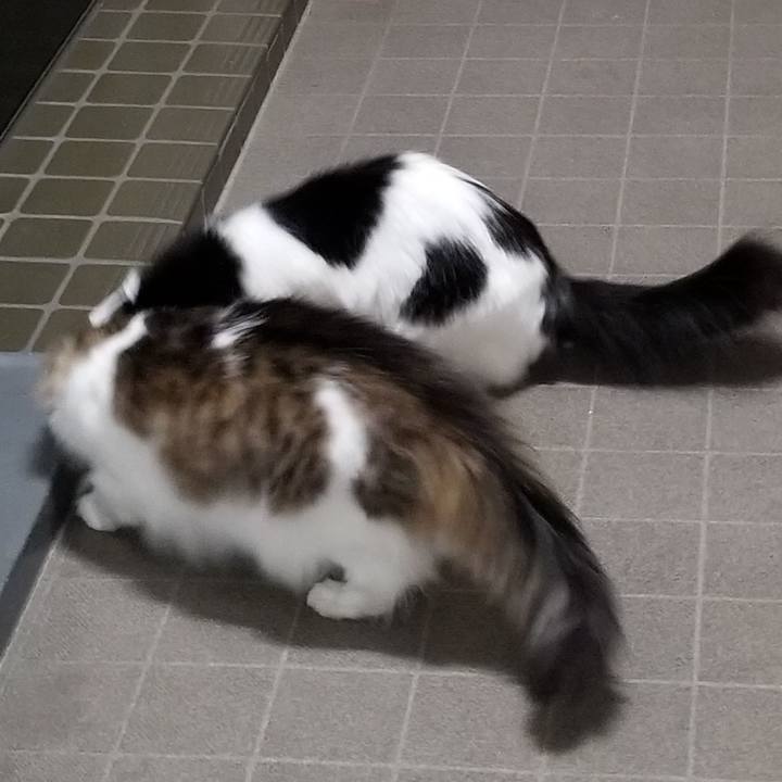 4fb68bb5 0a66 4bb5 abdc 2337d1a1771b 1593258763824