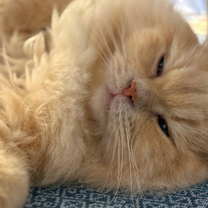 4fb7e655 3f3b 40dc a174 6cdca4b16d00 1764642642615