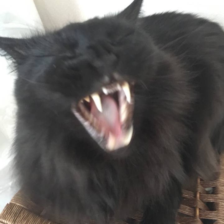 4fb83b23 37f2 40fc 82dc e12d2e3861df 1544587354142